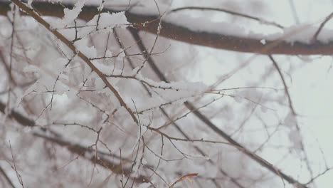 thin and long tree branches with lying snow after snowfall