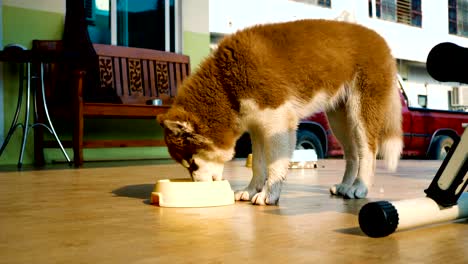 siberian husky puppy eating dry food