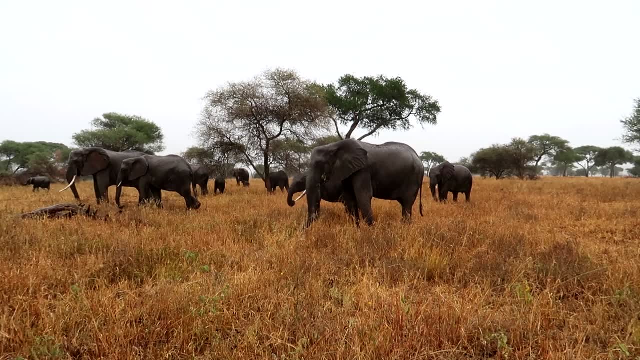 vista majestuosa de la familia del elefante africano en la sabana mientras llueve, tarangire