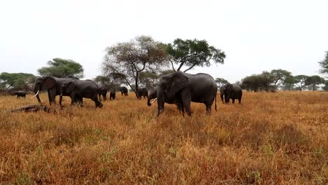 Vista-Majestuosa-De-La-Familia-Del-Elefante-Africano-En-La-Sabana-Mientras-Llueve,-Tarangire