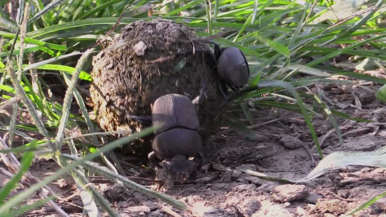 male african dung beetle rolls ball of dung, close-up view from behind