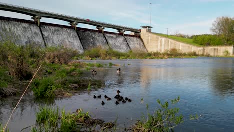 Aerial-pan-of-Merganser-and-ducklings-swimming-below-Hoover-Dam,-Westerville,-Ohio