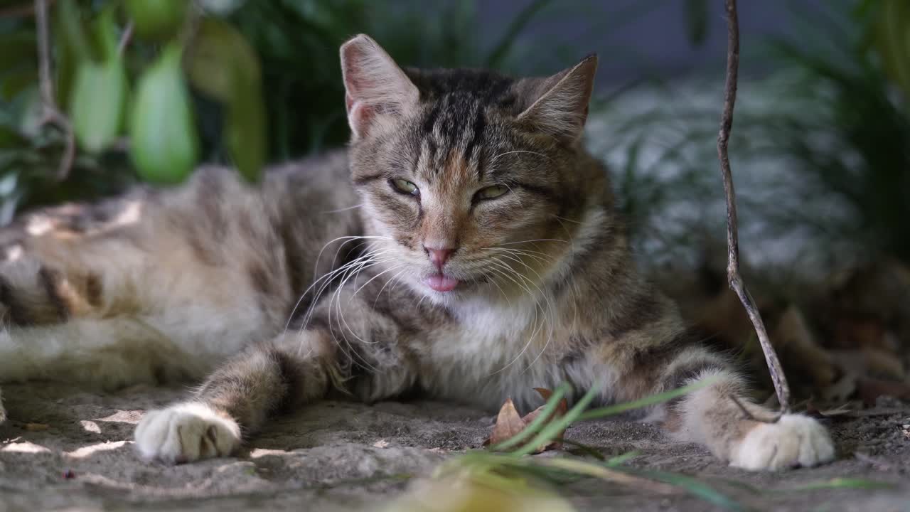 Un gatto soriano rilassato si adagia a terra all'aperto con la lingua leggermente sporgente.