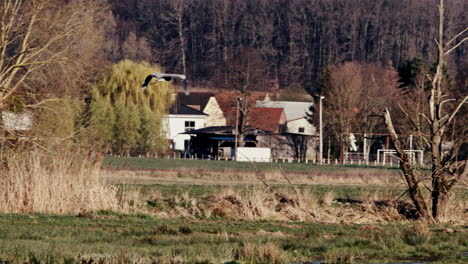 grey heron flies towards an european village on a bright autumn day