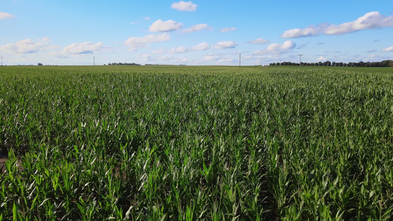 Aerial drone of large green cornfield with clean rows and distant blue sky