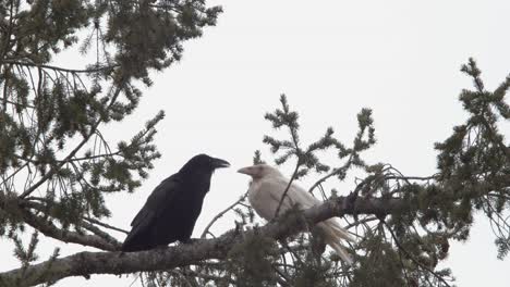 a lovely pair of raven sitting on the branch of a tree in the vancouver island, canada