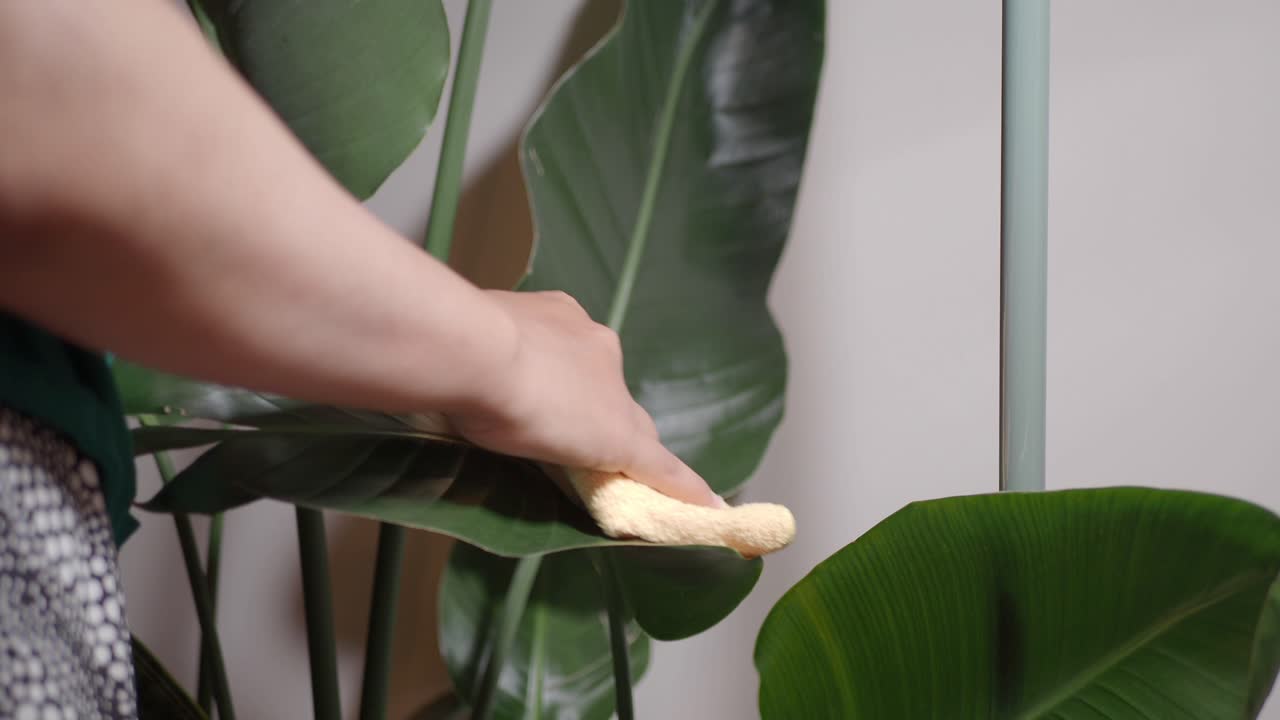 Cleaning Plant Leaves