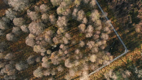 pathway on thicket trees at protected area of fagne du rouge poncé in saint hubert, belgium