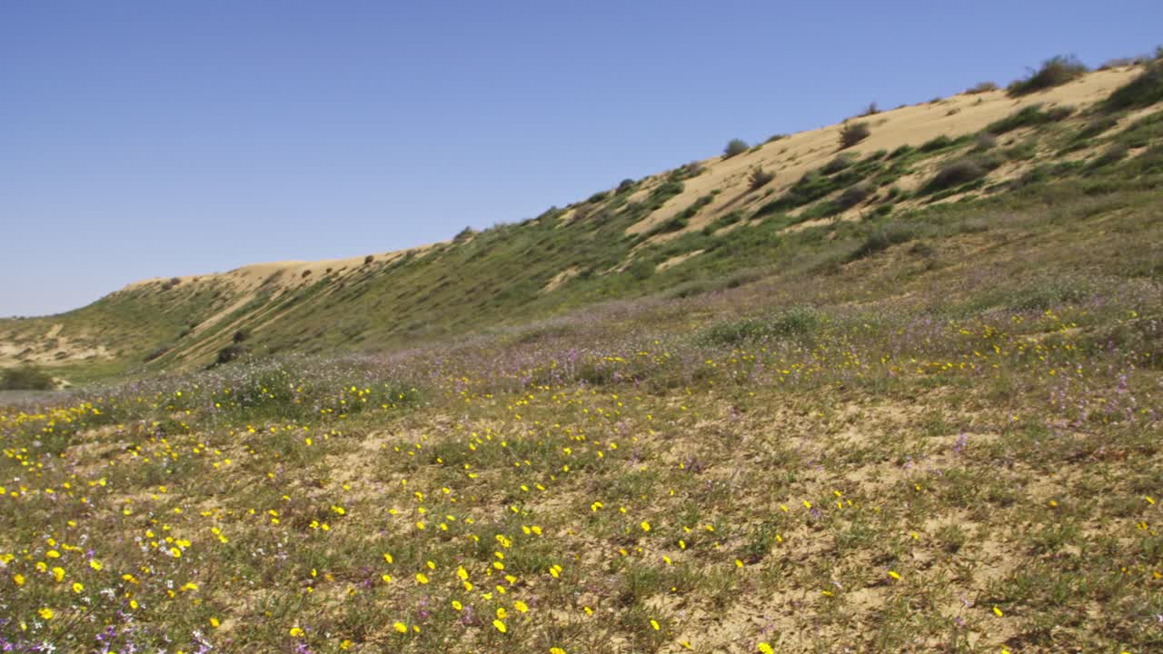 A brief spring bloom in the western Negev plains