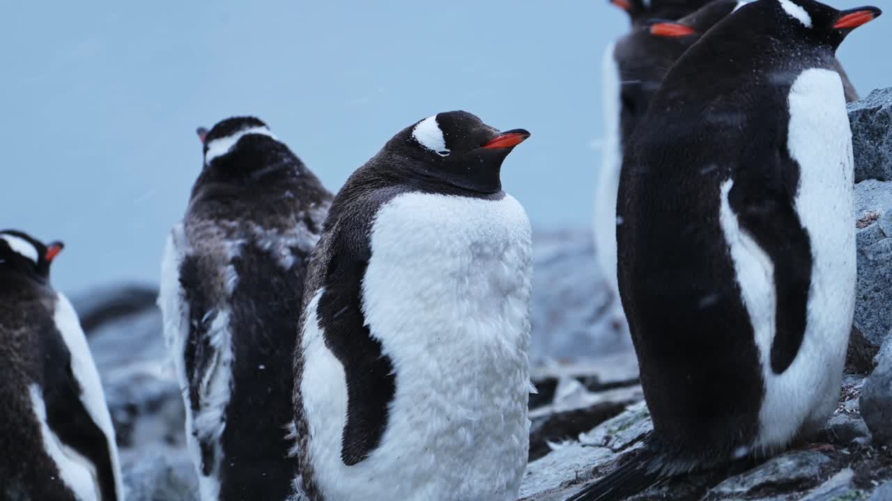 nevando en la colonia de pingüinos, retrato de cerca en una tormenta de nieve en la antártida, muchos pingüinos gentoo en grandes grupos vistos en la península antártica vida silvestre naturaleza y animales vacaciones en rocas rocosas