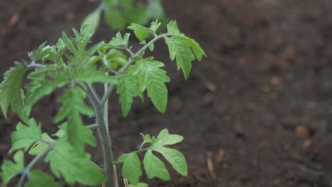 hojas de plantas de tomate saludables soplando en la brisa