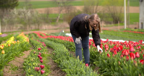 agriculture farmer working at tulips field in holland