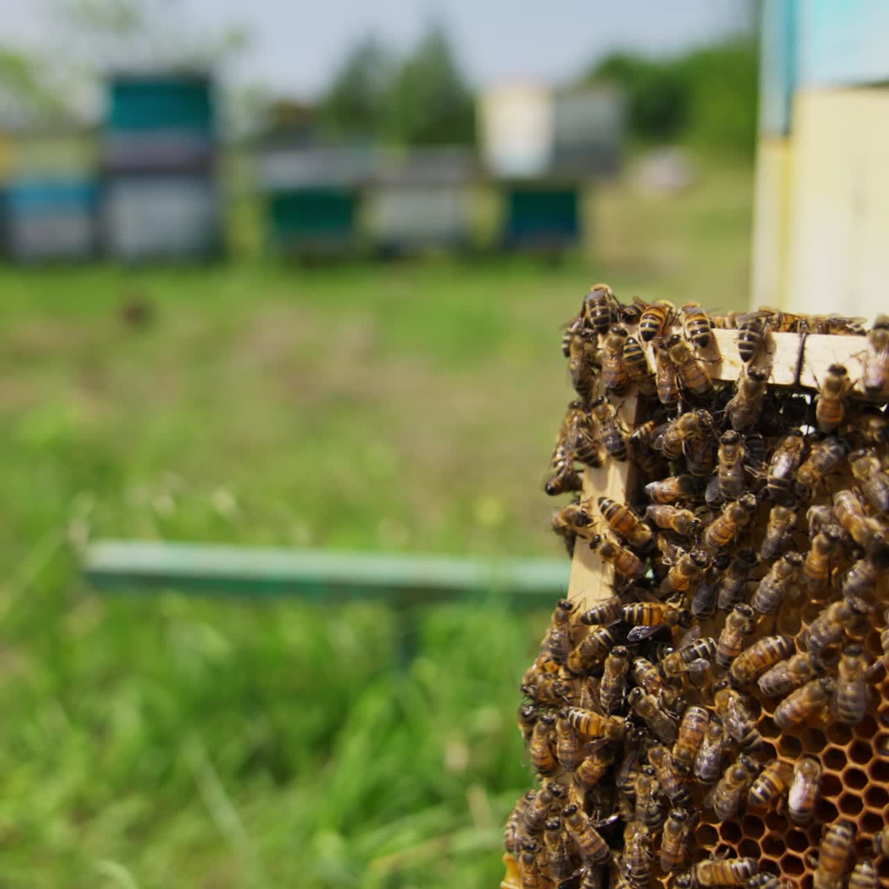 Busy working bees crawling over the frame. Honey cells filled with honey but not sealed yet. Bee hives in blur at the background. Close up