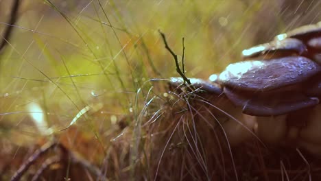 pleurotus mushroom in a sunny forest in the rain.