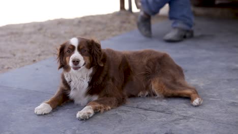 australian sheperd turns head to face camera