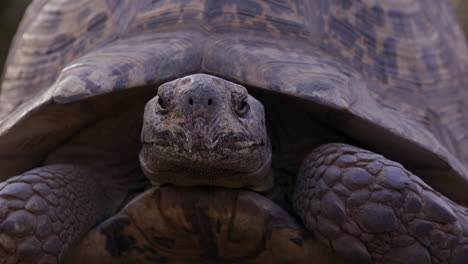 leopard tortoise turns to look directly into camera - close up on face