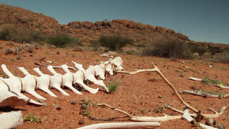 Knochen-In-Der-Wüste-Des-Südlichen-Afrikas