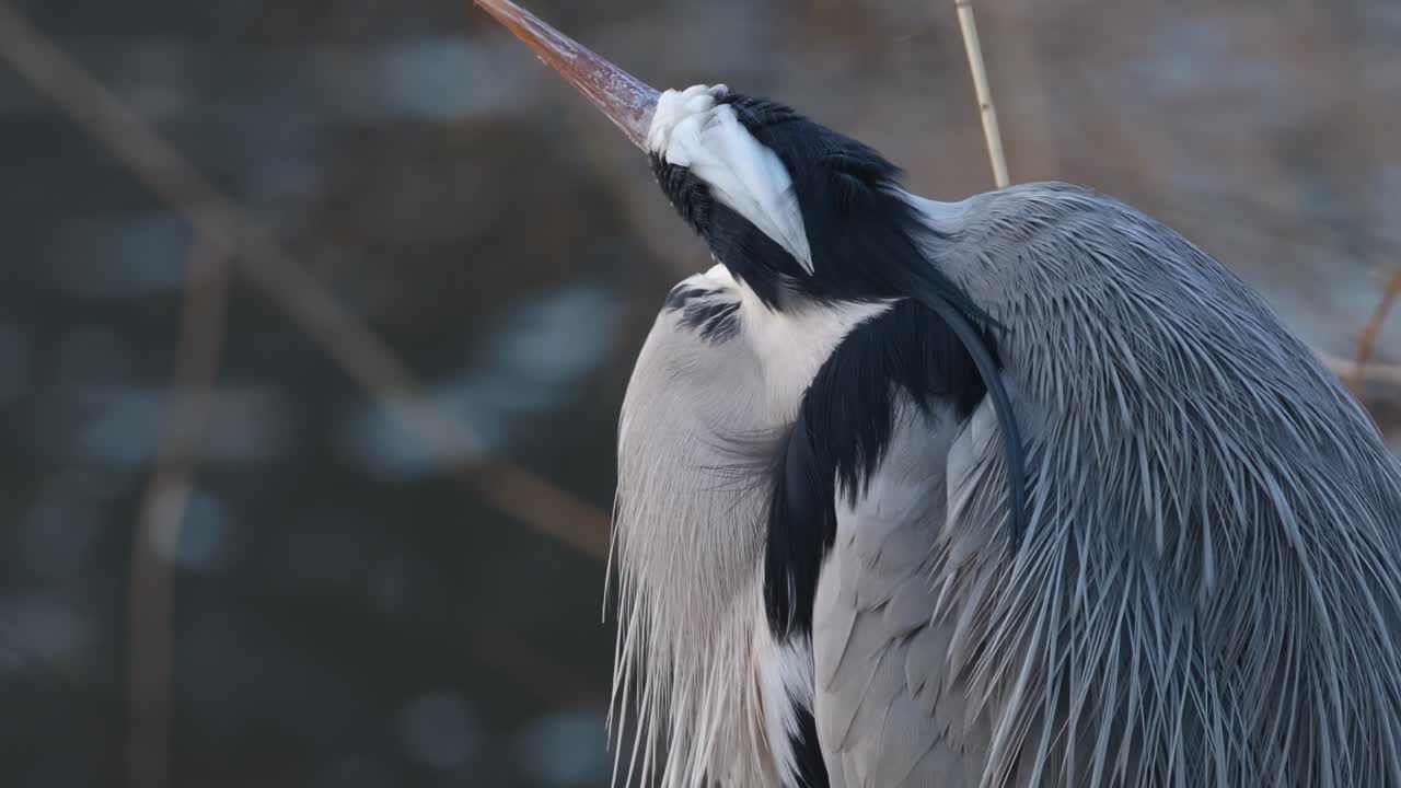 A detailed view of a heron with fluffed feathers, showcasing its sharp beak and attentive gaze.