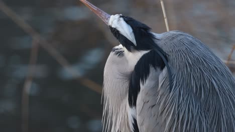 a detailed view of a heron with fluffed feathers, showcasing its sharp beak and attentive gaze.