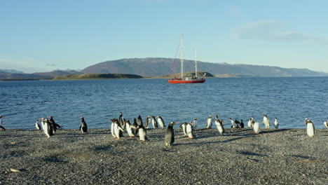 colony of magellanic penguins on the shores of beagle channel in tierra del fuego archipelago, south america. wide shot