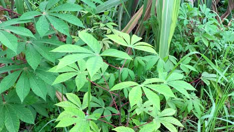plantas de mandioca que crecen en los bosques tropicales