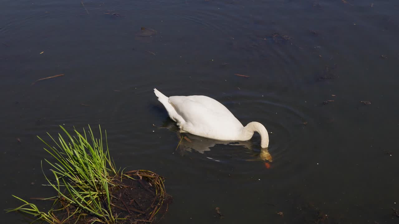 A beautiful mute swan swims in a quiet pond, dipping its head underwater in search of food. Gentle waves form around it. Floating sticks and organic debris are visible on the water surface.