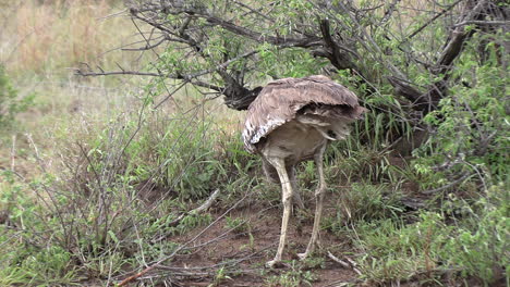 -A-kori-bustard,-heaviest-flying-bird,-here-feeding-on-winged-termites-exiting-their-nest