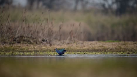 the grey headed swamphen in wetland