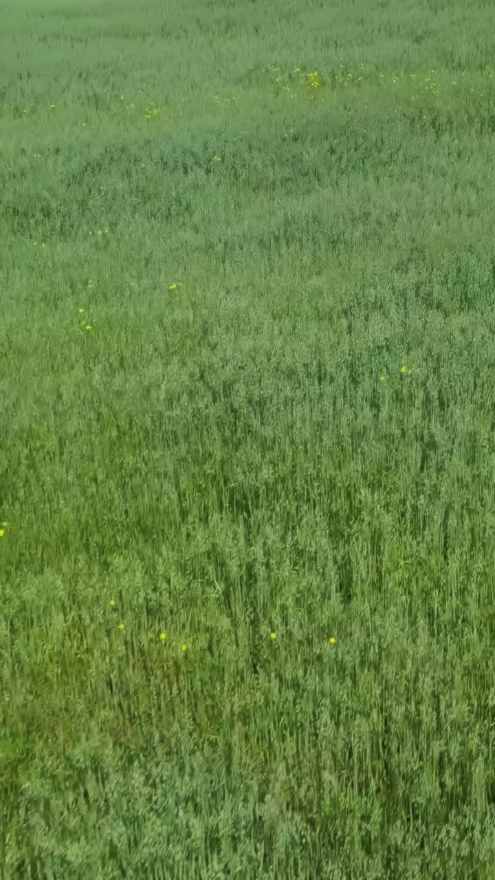 campo de hierba verde