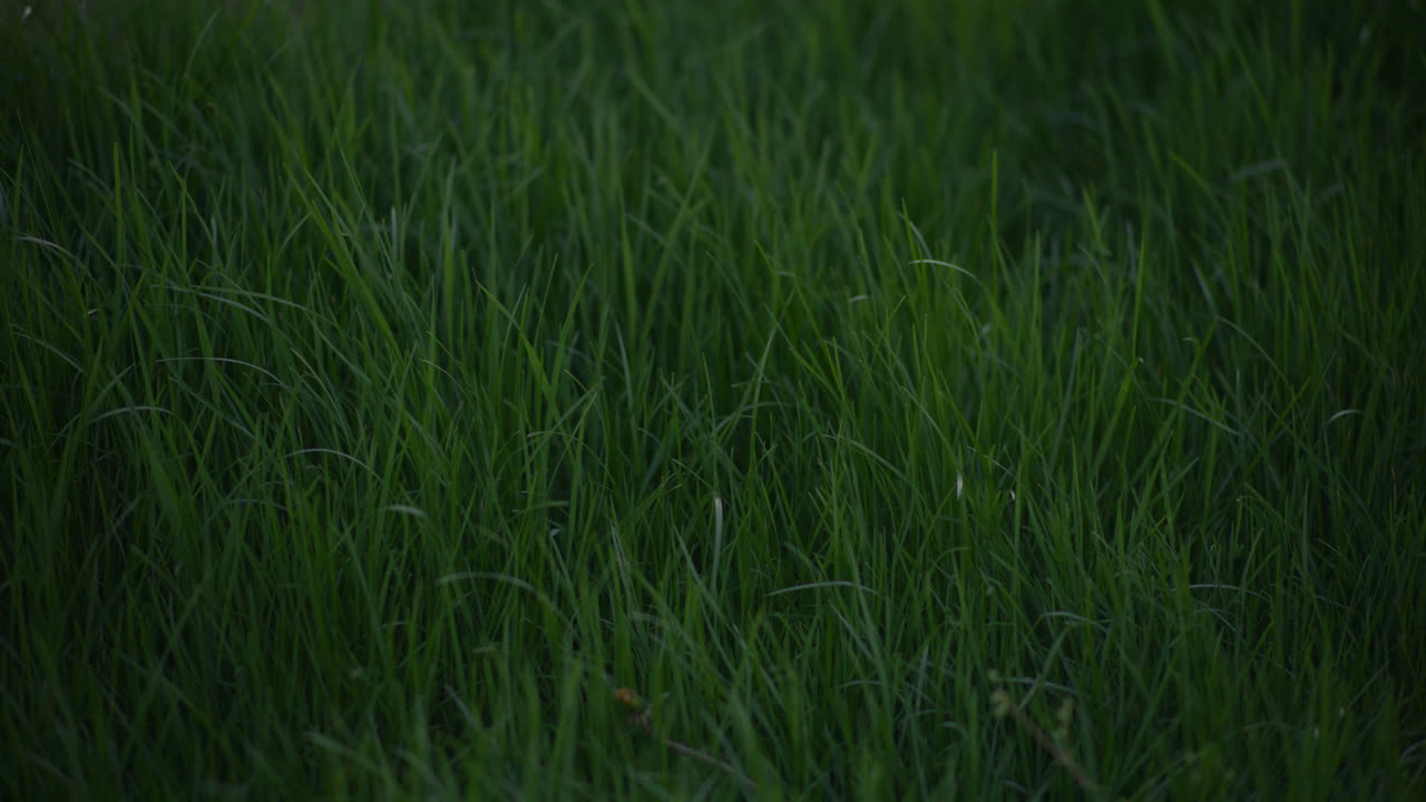 Close-Up of Fresh Lush Green Grass in Sunlight