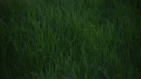 close-up of fresh lush green grass in sunlight