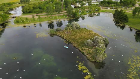 órbita de un islote en medio de un estanque con bandadas de grandes garcetas blancas volando rodeadas de naturaleza
