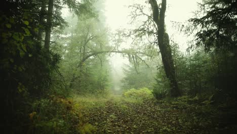 abandoned trail covered in fog