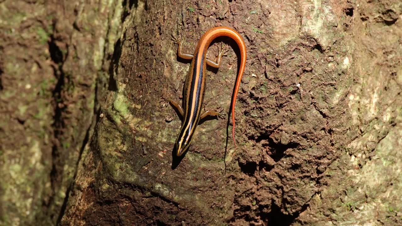 visto en la corteza de un árbol durante una tarde calurosa en lo profundo de la selva mientras mueve su cola para asustar y revelar insectos ocultos y muestra su lengua, sunda skink rayado lipinia vittigera, tailandia