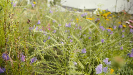 Blumen-Auf-Sommerwiese-In-Europa