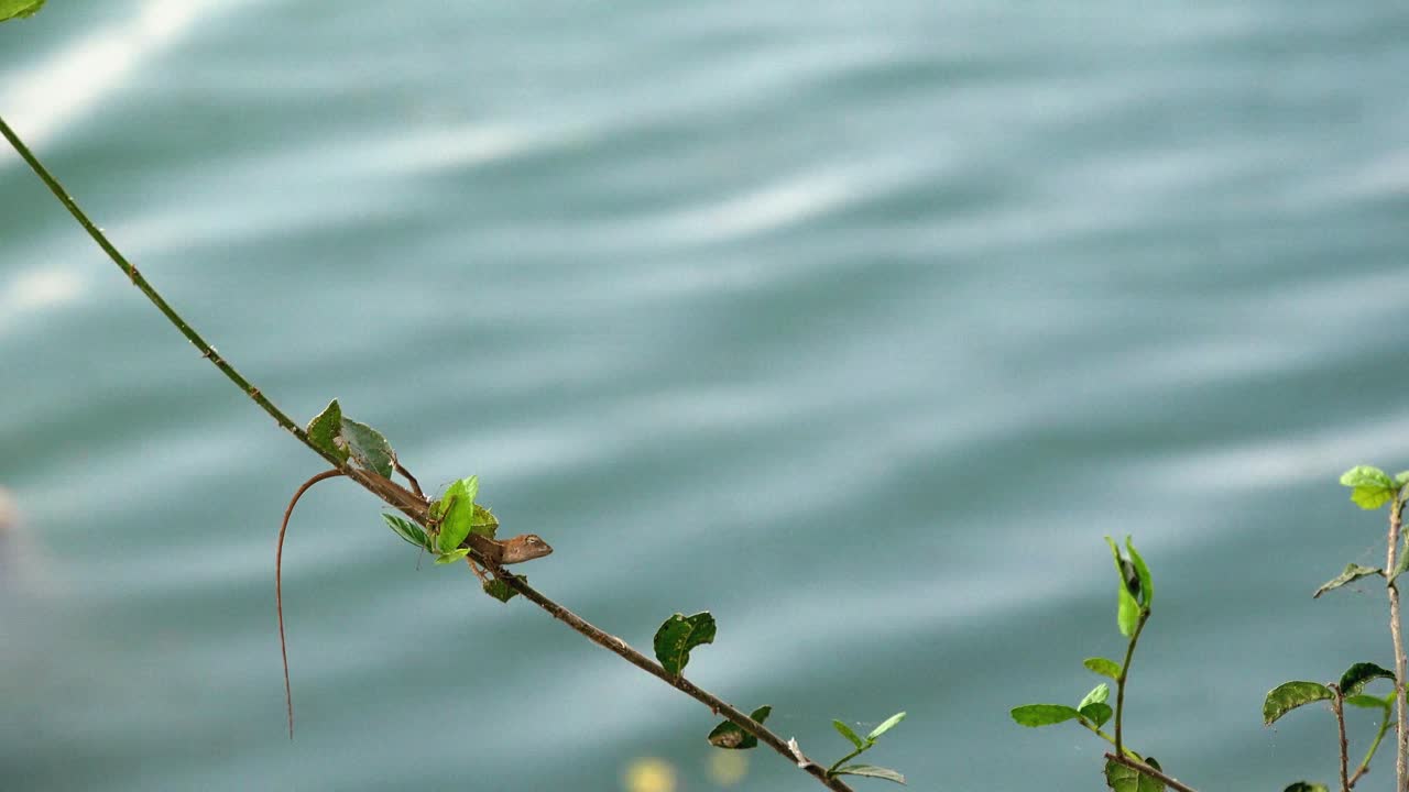 바람에 흔들리는 나뭇가지에 있는 도마뱀의 넓은 샷과 호수에서 배경으로 움직이는 초점 파도에서 벗어났습니다.