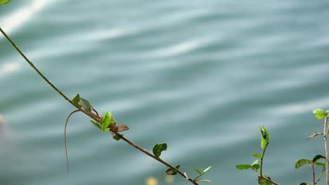 wide shot of lizard on a twig swaying in the wind and out of focus waves moving in the background from a lake