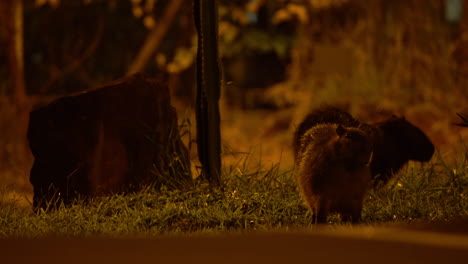 capybaras eating grass at night near avenue full of cars