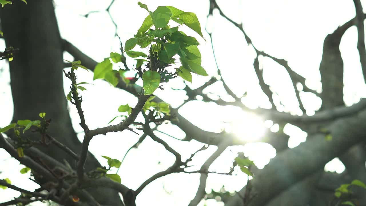 태양이 새는 잎사귀를 통해 오른쪽으로 새는 폭풍 후 잎이 거의 없는 나뭇가지를 닫습니다.