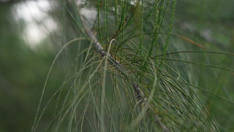 closeup of leaf pine tree