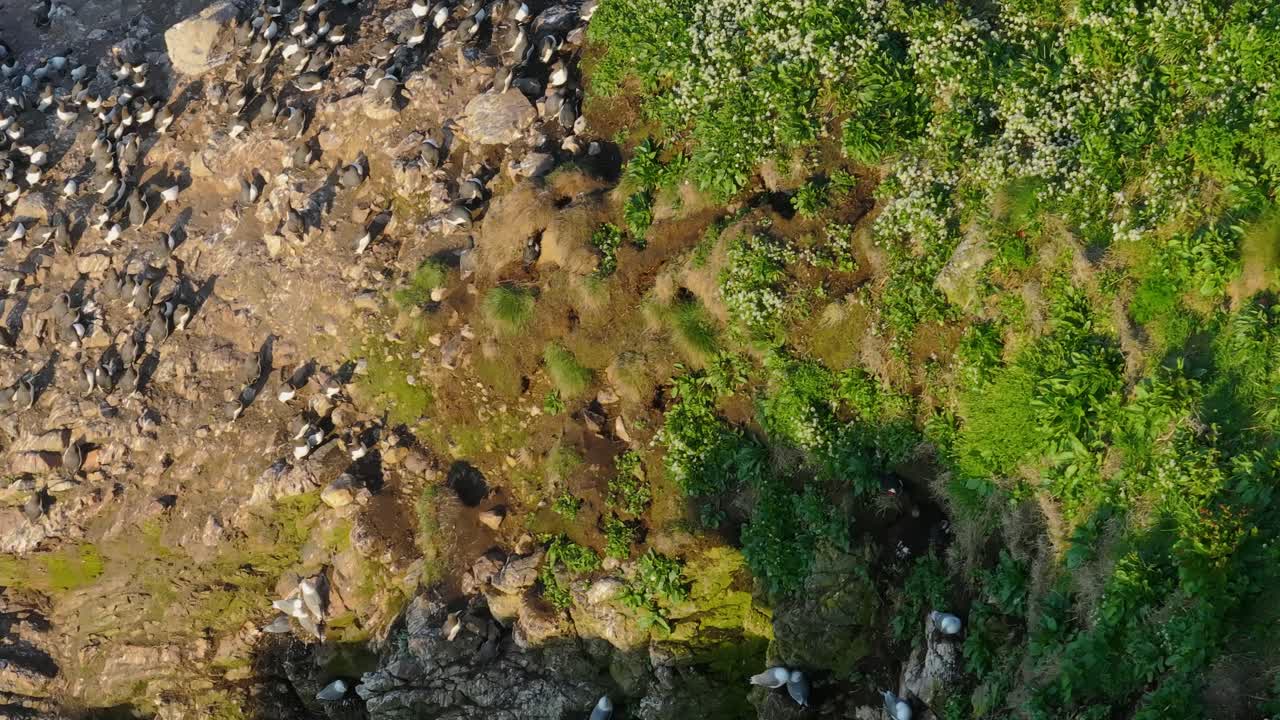 Puffins at Ireland’s Eye - 4K Cinematic Drone Footage Co.Dublin - Ireland 05.25