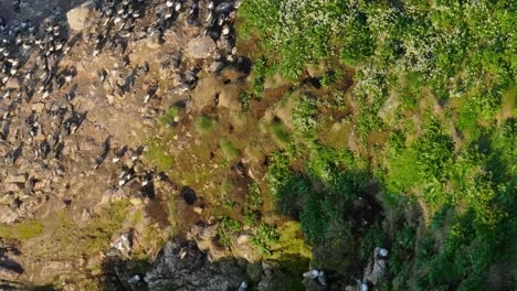 puffins at ireland’s eye - 4k cinematic drone footage co.dublin - ireland 05.25