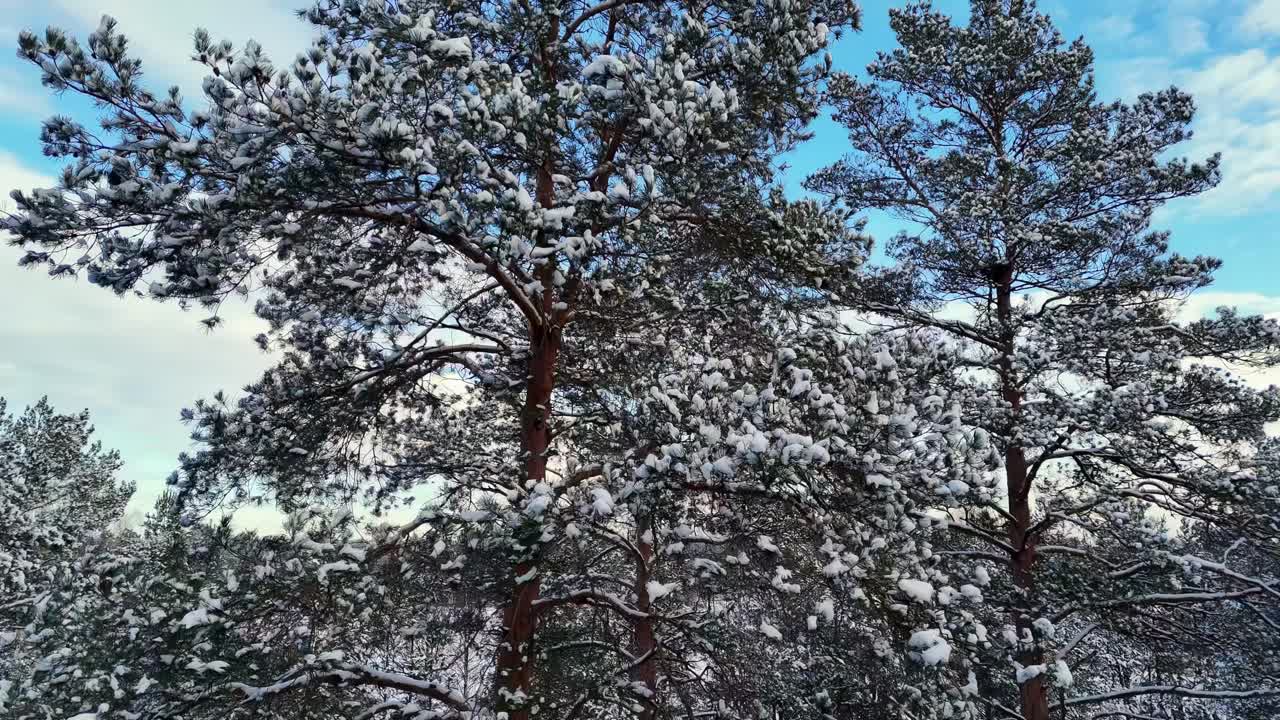 유럽의 겨울에 울불한 숲의 영상, 높은 소나무가 완전히 두꺼운 눈 개로 여 있습니다.
