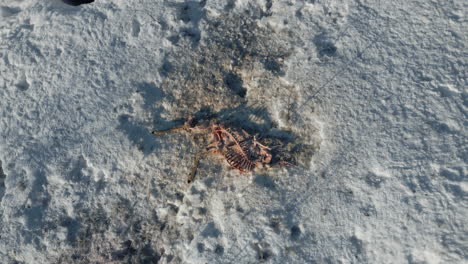 top down aerial view of deer carcass in snow