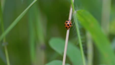 beautiful ladybug walking up a green grass steam in hurry , with all its red and black spots