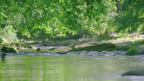 river splashes over rocks as mallard ducks swim past, slow motion