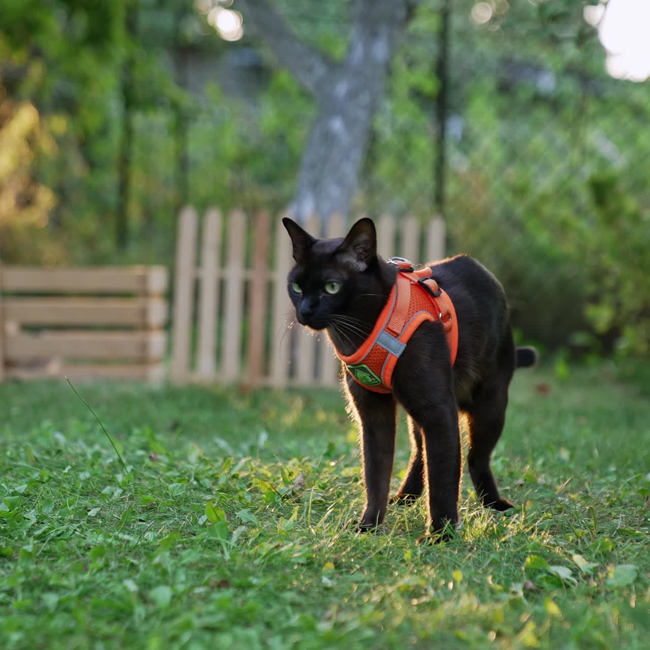 Lovely beautiful black short-haired cat in orange harness. Cute pet outdoors in the garden. Blurred backdrop