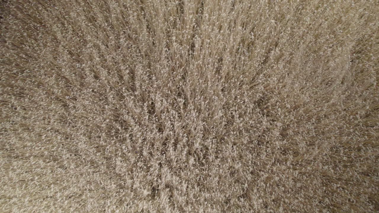 vista abstracta de drones del campo agrícola desde arriba