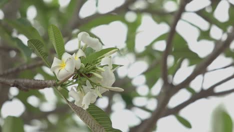 plumeria flowers
at south of thailand