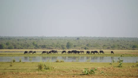 Una-Manada-De-Búfalos-De-Agua-Domésticos-Pastando-En-Una-Pradera-Al-Otro-Lado-De-Un-Río-En-Gwalior,-India